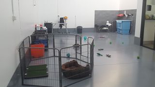 Jo's Pampered Pets - Inside our doggy daycare