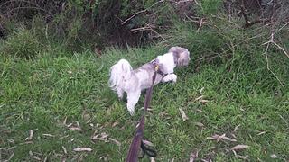 Jo's Pampered Pets - Chester going for a walk