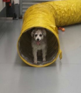 Jo's Pampered Pets - The doggy tunnel
