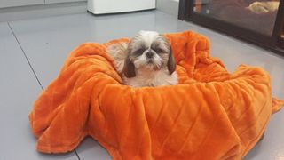 Jo's Pampered Pets - Eddy chilling out