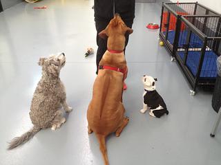 Jo's Pampered Pets - Good dogs :)